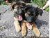 PoulaTo: Βασιλιάς Charles Cavalier Pups